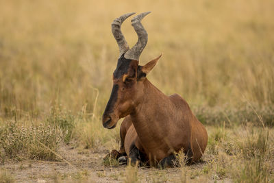 Antelope sitting on grassy land