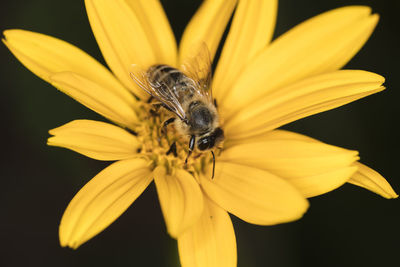 Bee pollinating flower