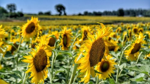 Close-up of sunflowers in field