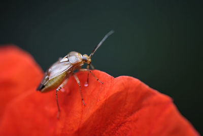 Close-up of insect