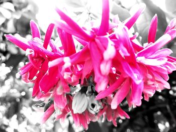 Close-up of pink flowers