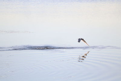 View of a bird in the sea