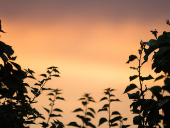 Close-up of silhouette tree against sky at sunset