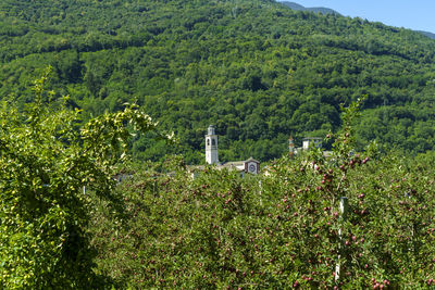 Scenic view of trees and plants growing on land