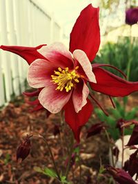 Close-up of red lily blooming outdoors