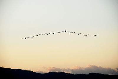 Silhouette birds flying in the sky