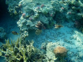 High angle view of fish swimming underwater