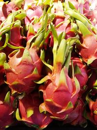 Full frame shot of red flowering plant