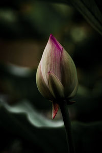 Close-up of pink flower buds