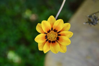 Close-up of yellow flower in park