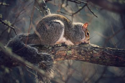 Close-up of squirrel on tree trunk