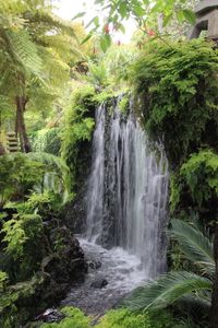 Scenic view of waterfall in forest
