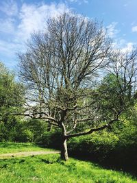 Bare tree on landscape against sky