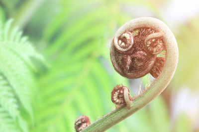 close-up