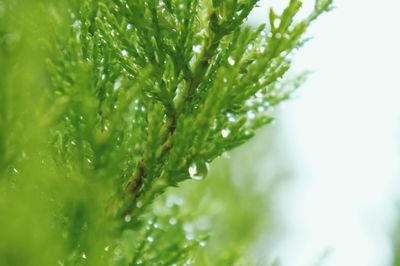 Close-up of wet tree