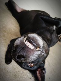 Close-up of black dog relaxing at home