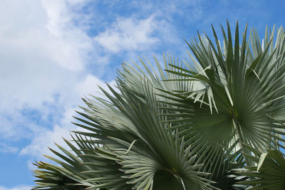 Low angle view of palm tree against sky