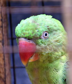 Close-up of parrot in cage