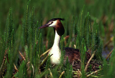 Close-up of bird on plant