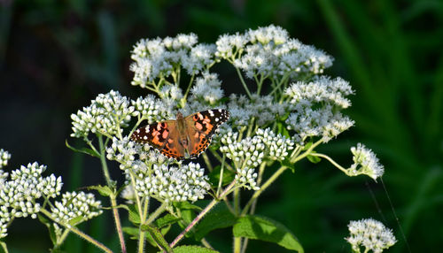 Close-up of butterfly pollinating on flower