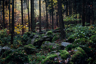 Trees growing in forest