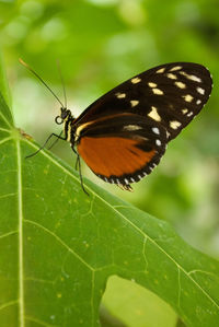 Close-up of butterfly on leaf