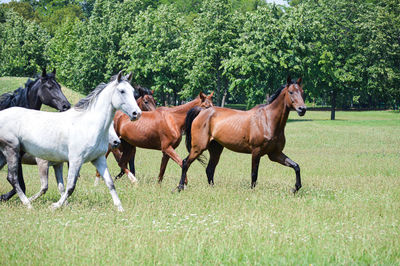 Horses running in ranch