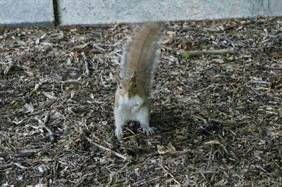 High angle portrait of dog on field