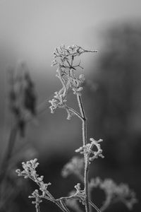 Close-up of plant growing on twig