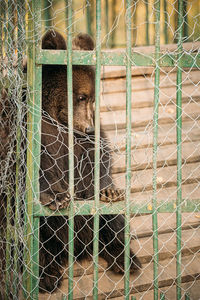 View of a monkey in cage