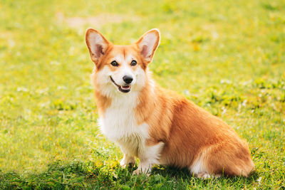 Portrait of dog standing on field