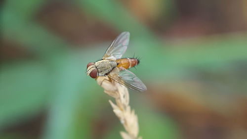 Close-up of bee flying