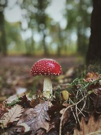 Close-up of fly agaric mushroom 