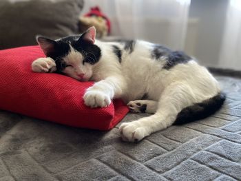Cat lying down on sofa