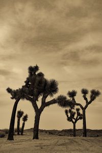 Palm trees on field against sky