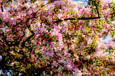 Close-up of pink cherry blossom