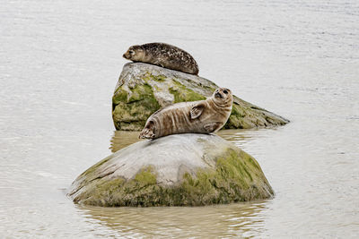 Chilling seals at krossfjorden, svalbard
