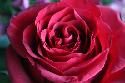 Close-up of red rose