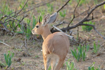 Animal standing on field in forest