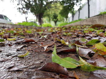 Close-up of leaves