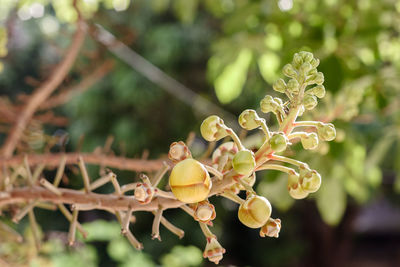 Close-up of flowering plant