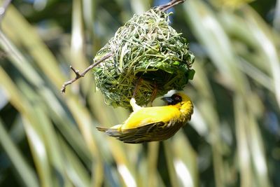 Close-up of bird perching on yellow flower