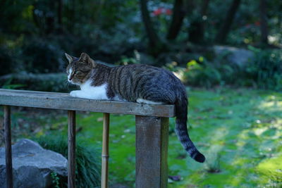 Side view of a cat looking away