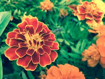 Close-up of dahlia blooming outdoors