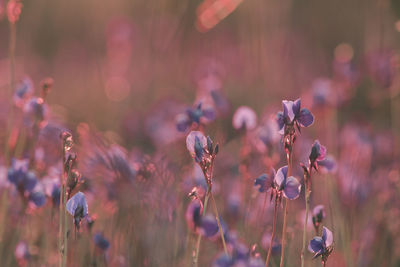 Close-up of purple flowering plants on field