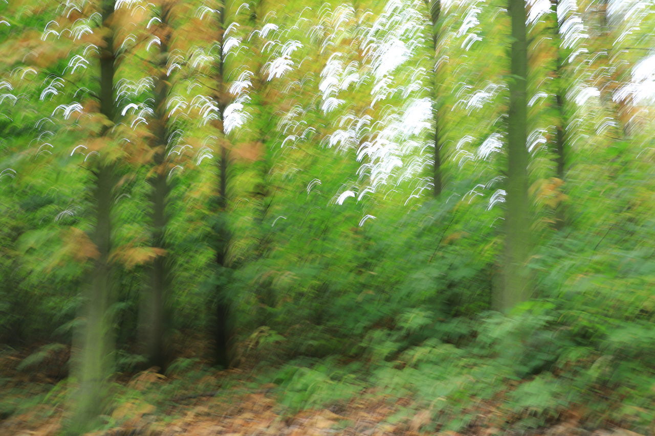 TREES GROWING IN FOREST