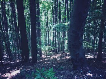 Trees growing in forest