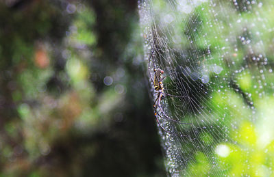 Close-up of spider on web