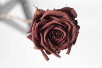 Close-up of wilted rose