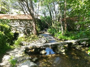 Stream flowing through rocks in forest